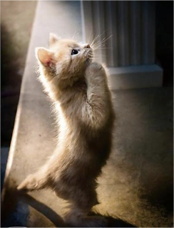 cat-praying.png