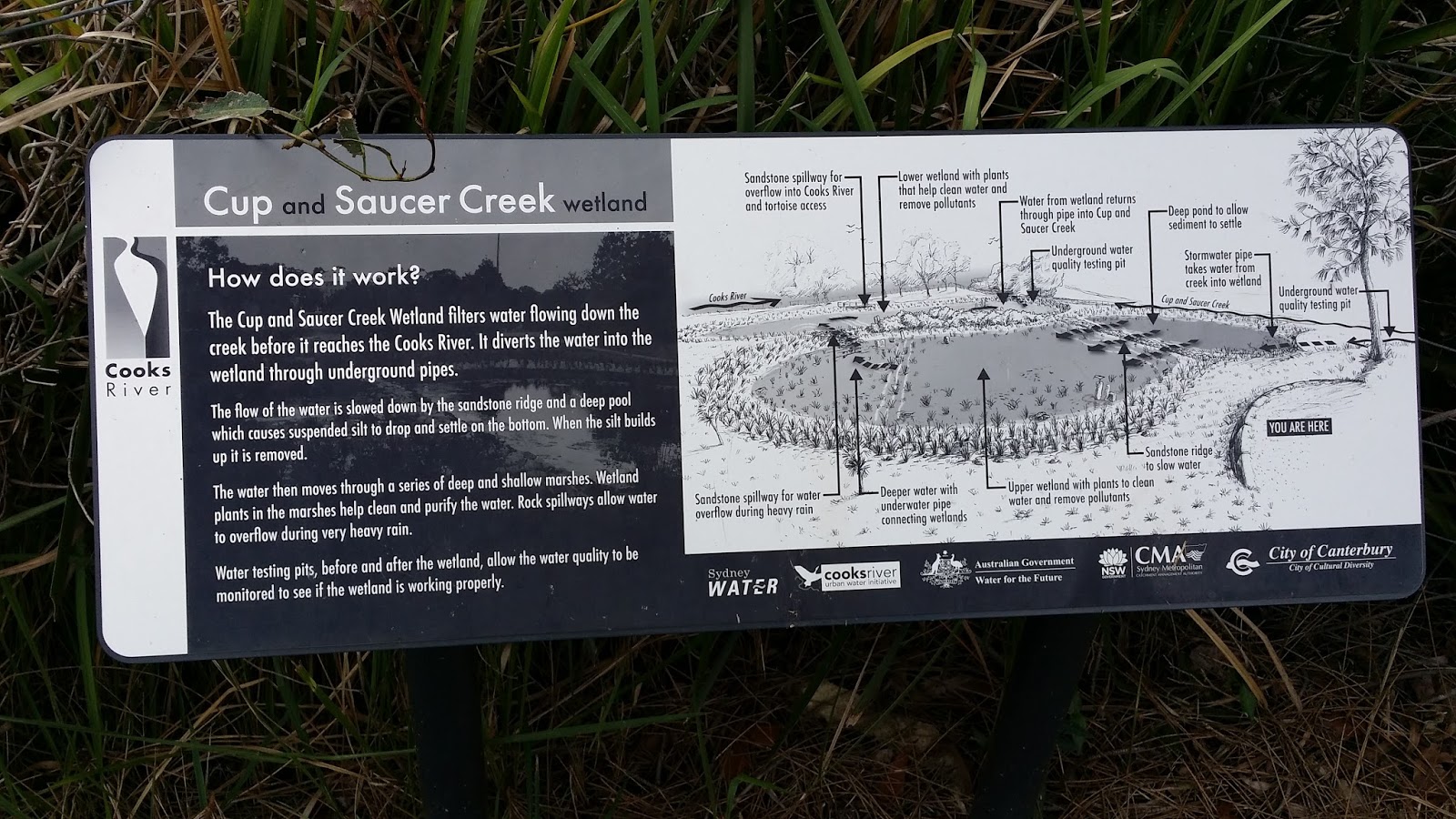 Counting Cormorants Cup and Saucer Creek Wetland