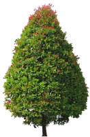 Eugenia myrtifolia (600 x900) - NEW-2017