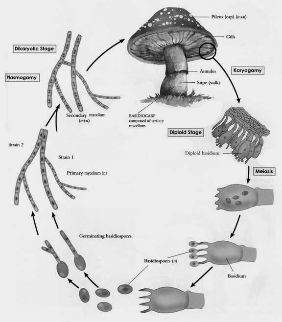 OH93 Independent study on FUNGI Sexual Reproduction of Fungi