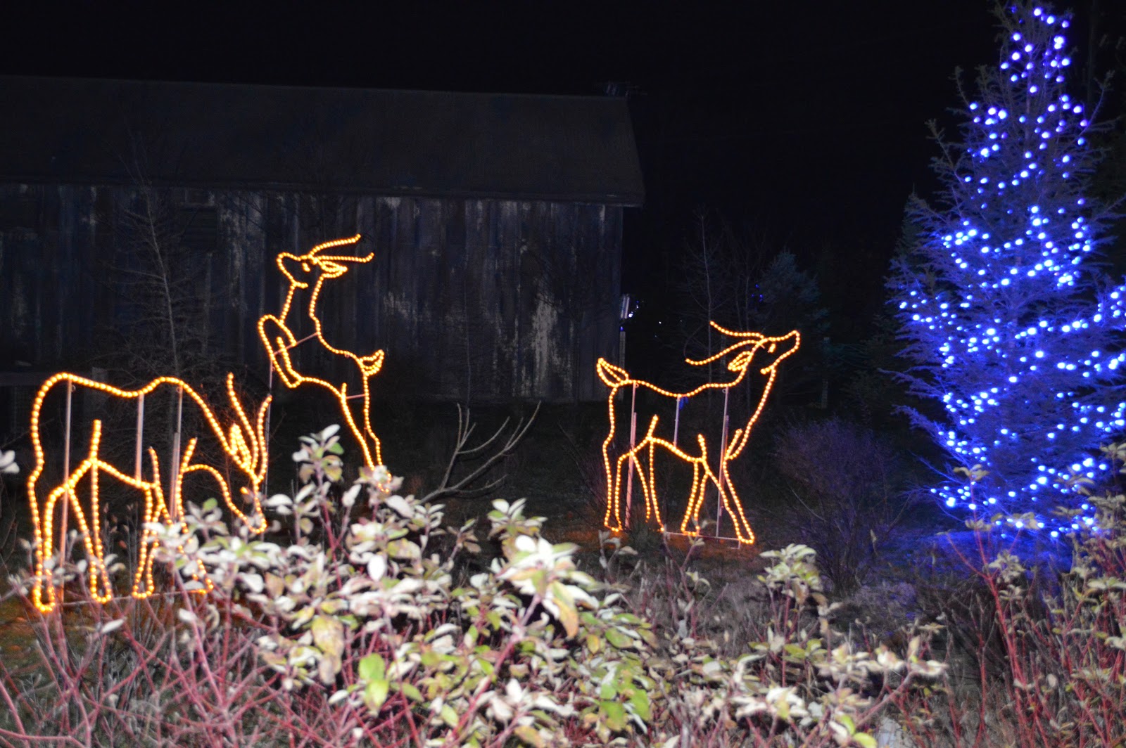 Wild Lights At The Louisville Zoo