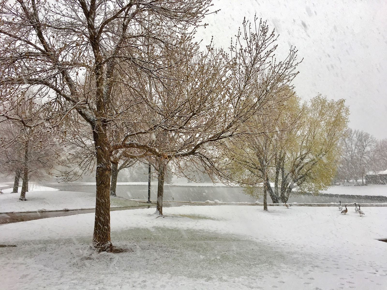 O'Kane Park A Refuge of Greenery