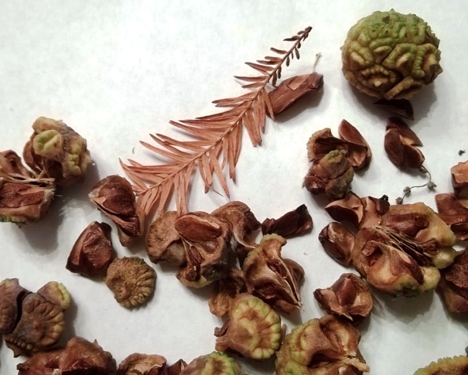 Bonsai Beginnings Bald Cypress germination begins