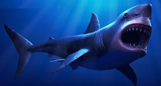 Carcharodon Megalodon Carcharodon Megalodon