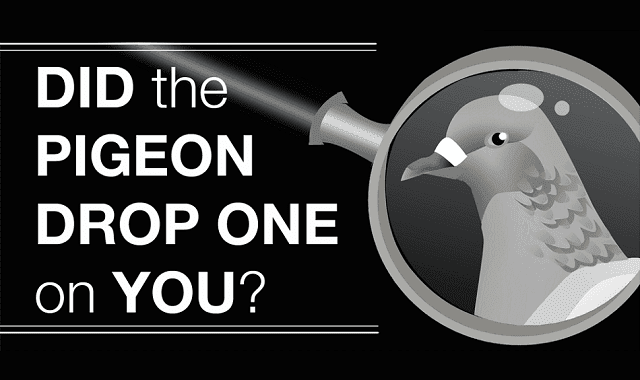 Image: Did The Pigeon Drop One On You?