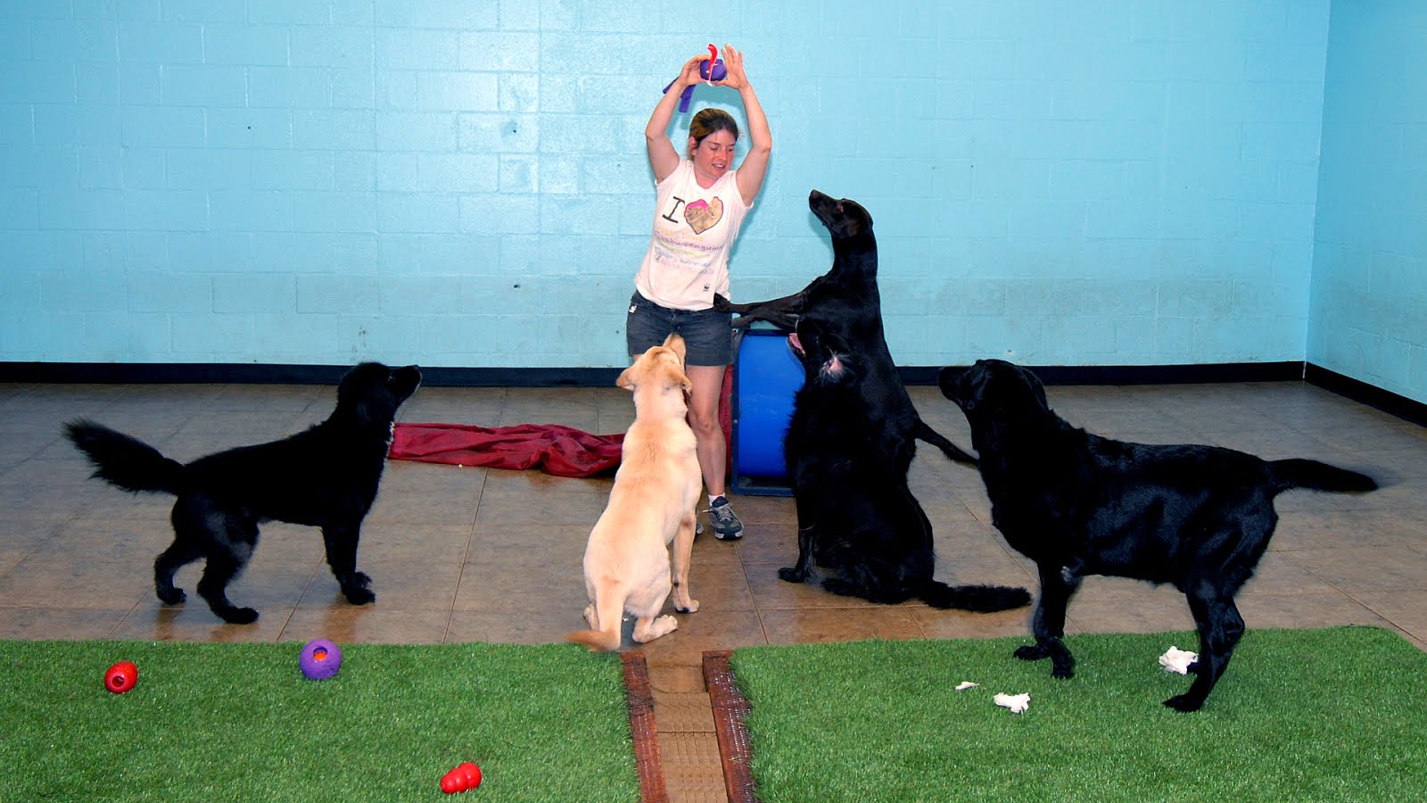 Dog Boarding Pasadena Ca Dog Choices