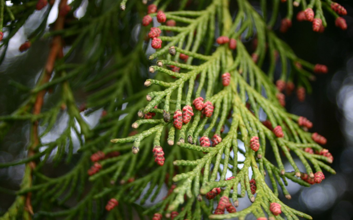 Trees Chamaecyparis lawsoniana Lawson Cypress