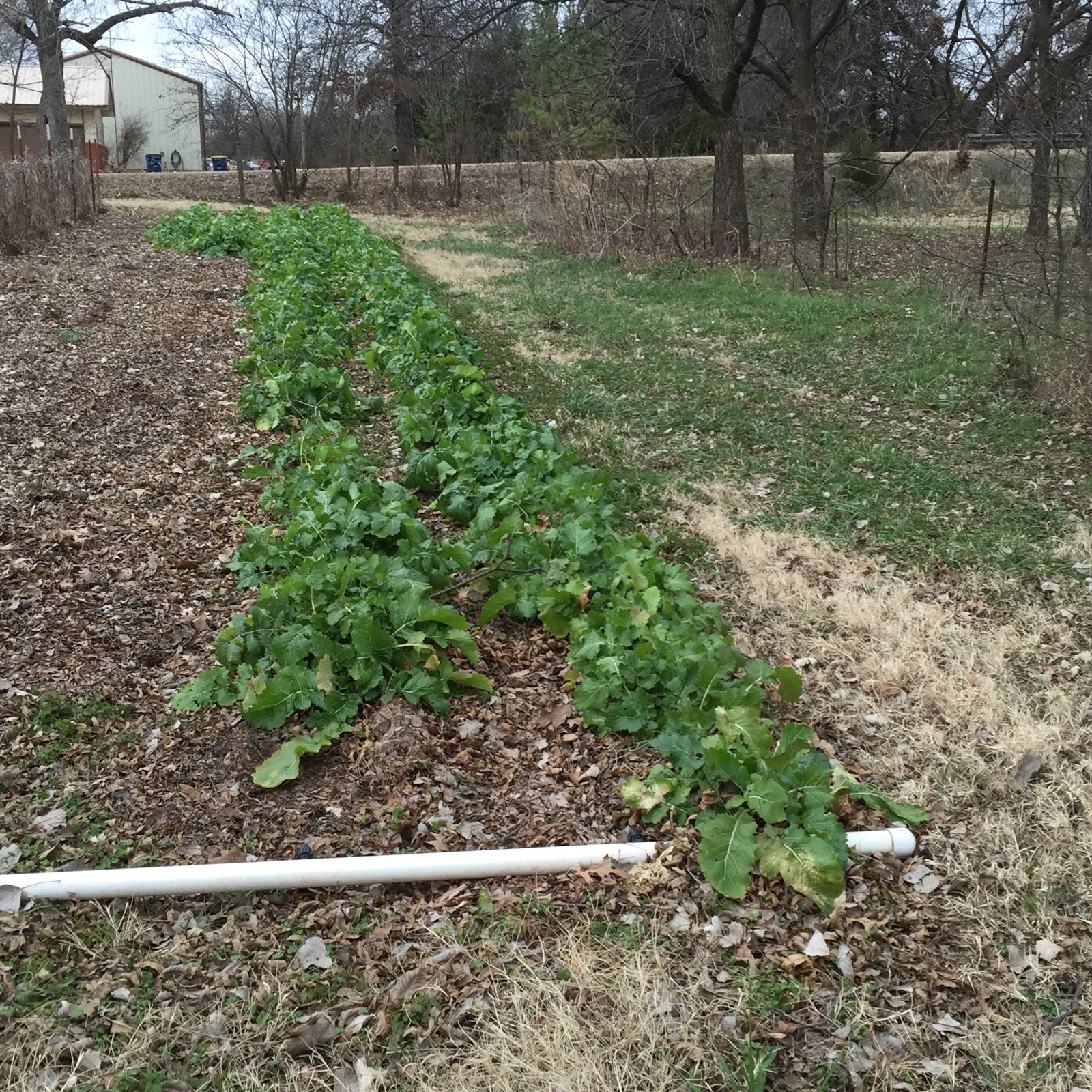 Windy Acres Diary Turnip Greens