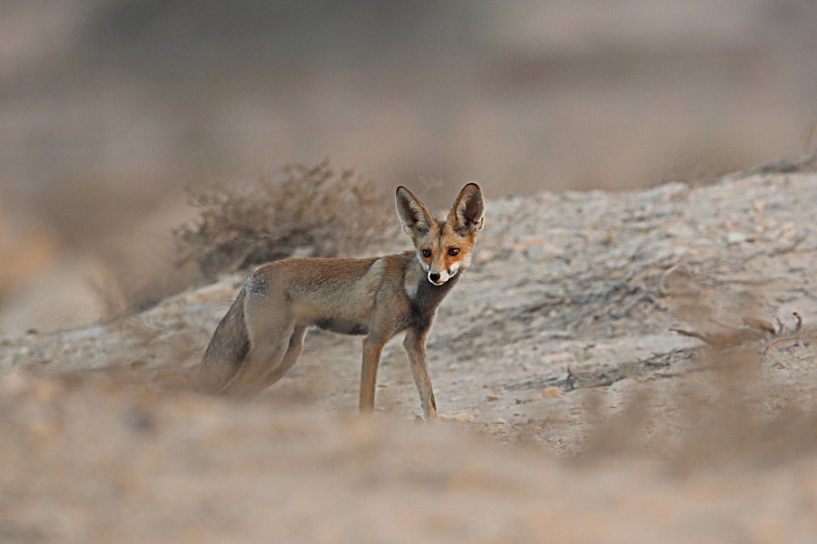 Birds of Saudi Red Fox - Dhahran