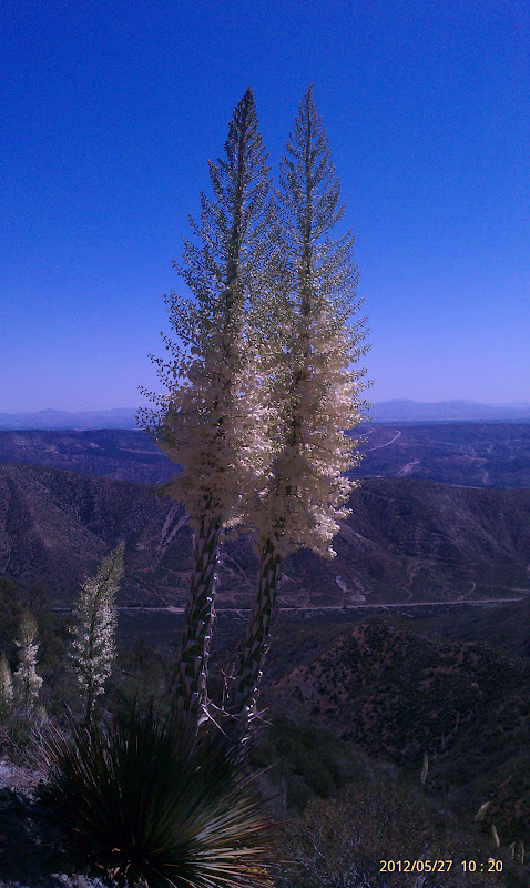 lone pinus radiata cafe lone this tree cafe