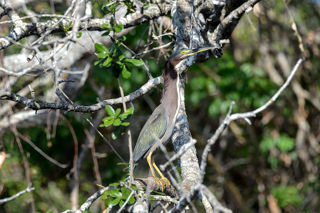 Bubba's Garage: Visiting Port of the Islands for Manatees