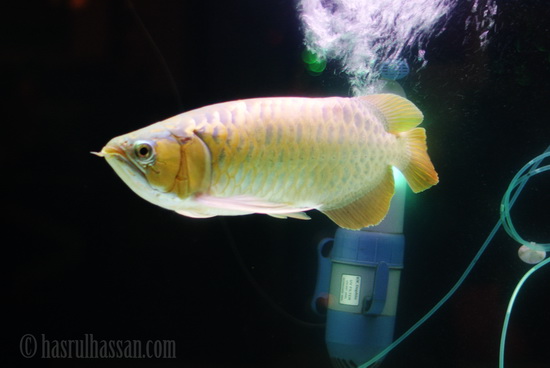 Malaysian Golden Arowana Ikan Hiasan Termahal di Dunia