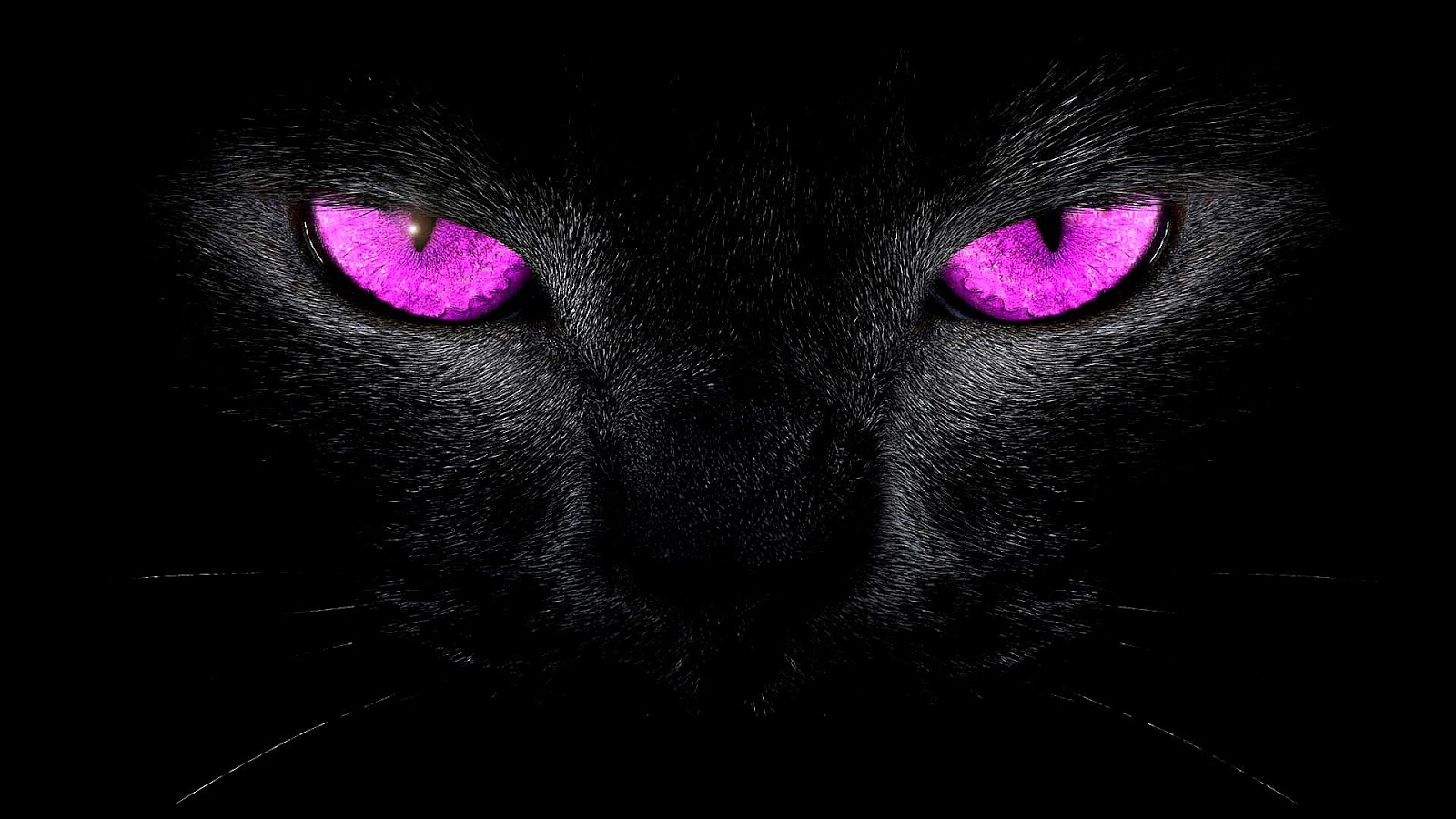 Conjunctivitis Cat Pink Eye Pink Choices