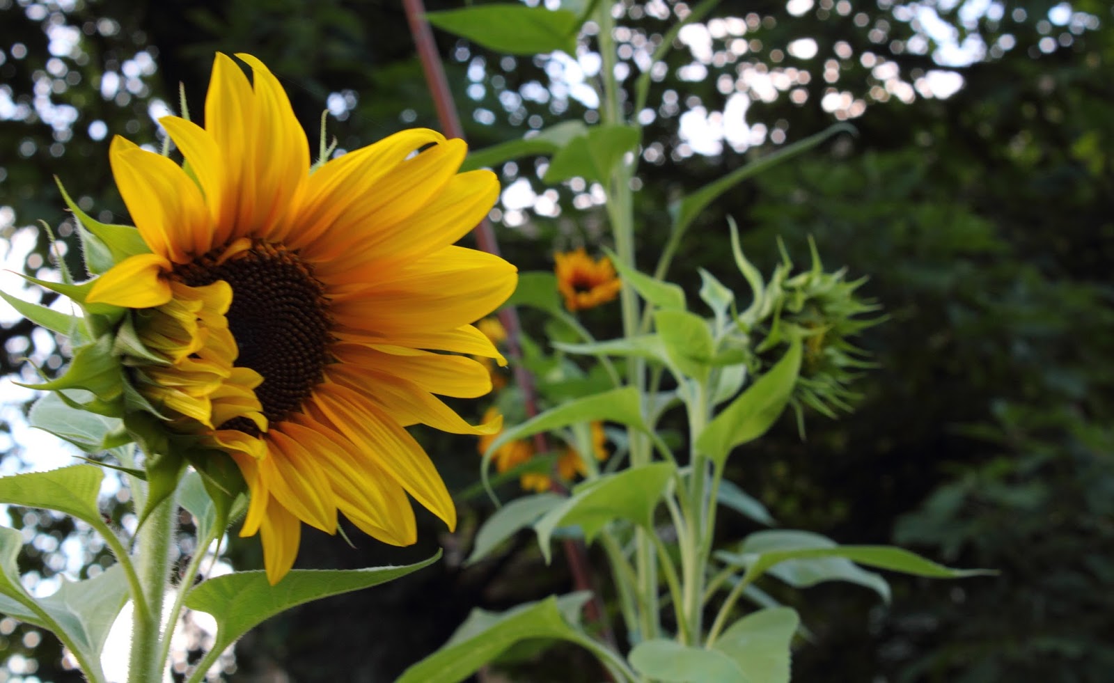 big B Sunflower Colors