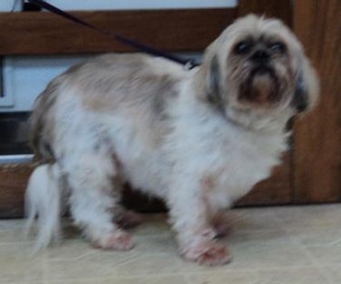 Lhasa apso gordo Clearance