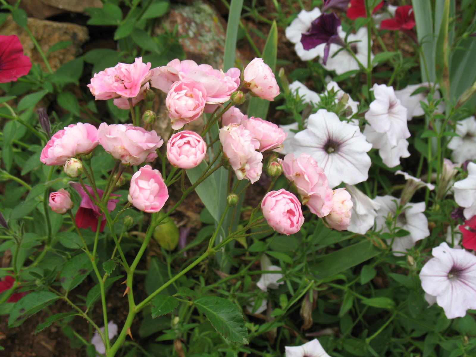 Roses du jardin Chêneland: Rosier 