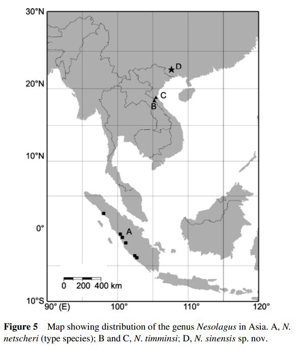 Species New to Science: [Paleontology/Mammalogy • 2010] Nesolagus ...