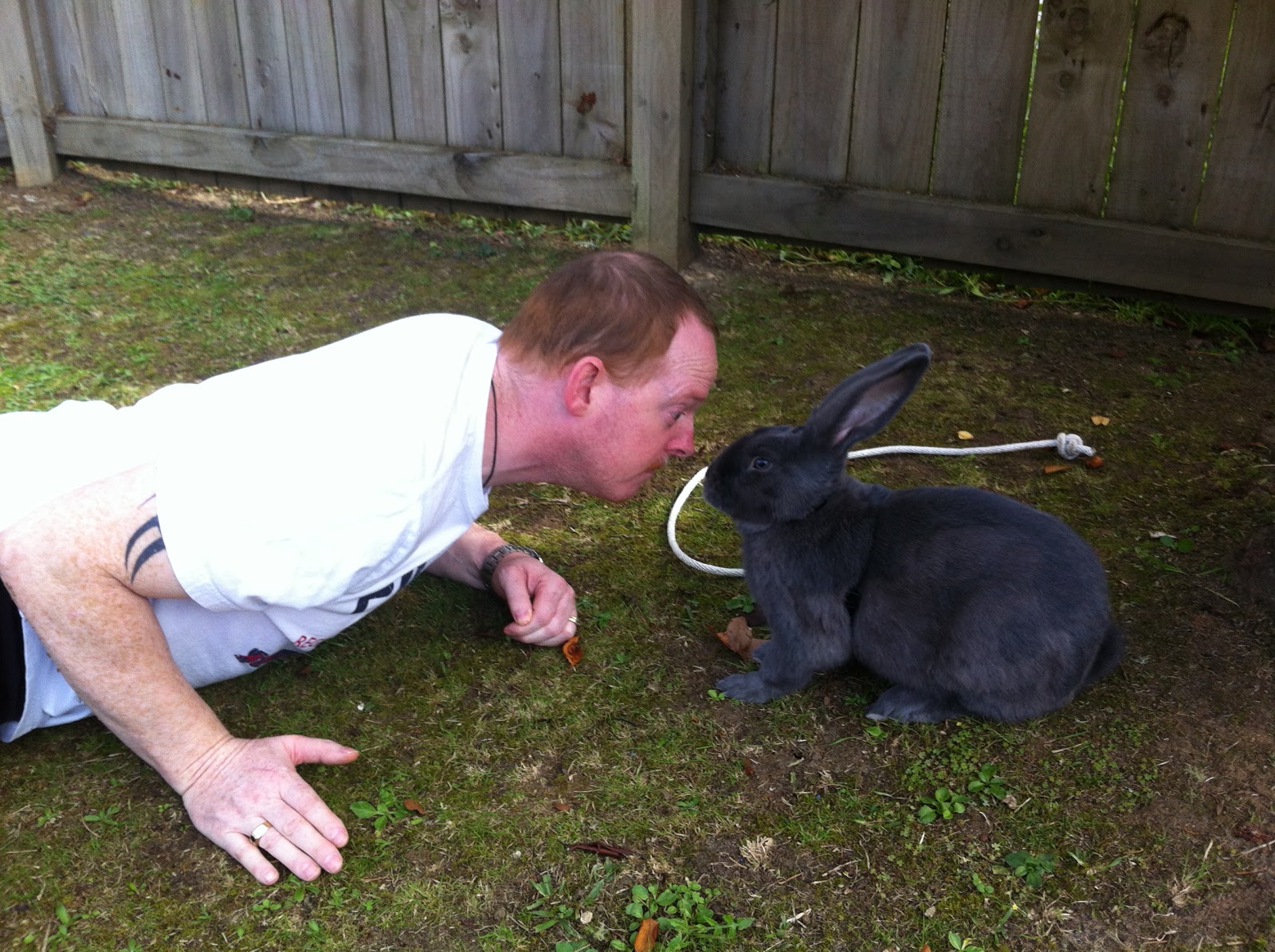 Anna & Michael: Giant Norwegian Blue Rabbit