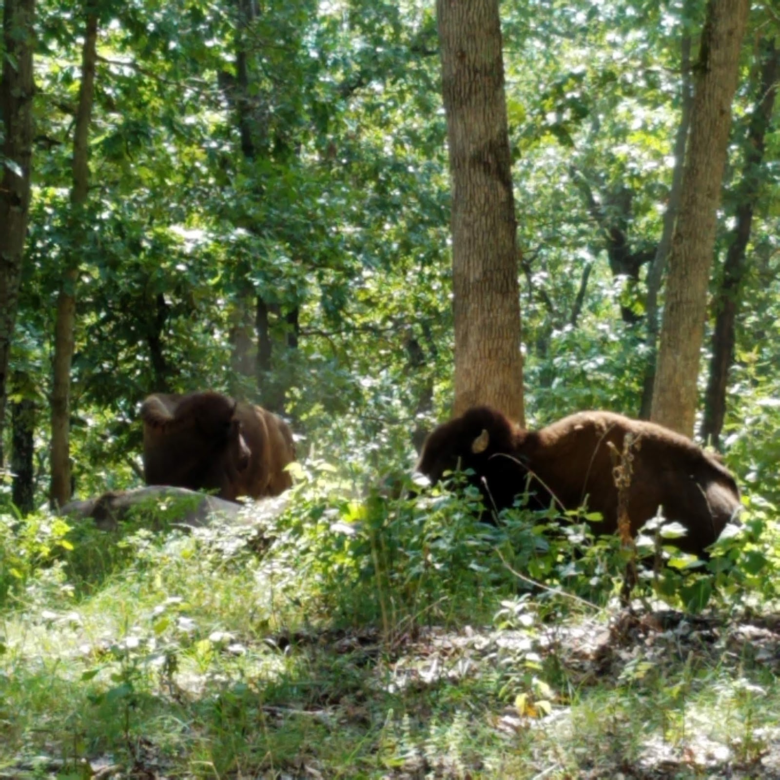 Play St. Louis Lone Elk Park, Valley Park