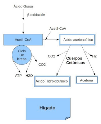 cuerpos cetónicos de tejido extrahepático en diabetes