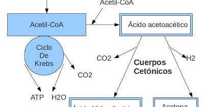 cuerpos cetonicos y diabetes pdf
