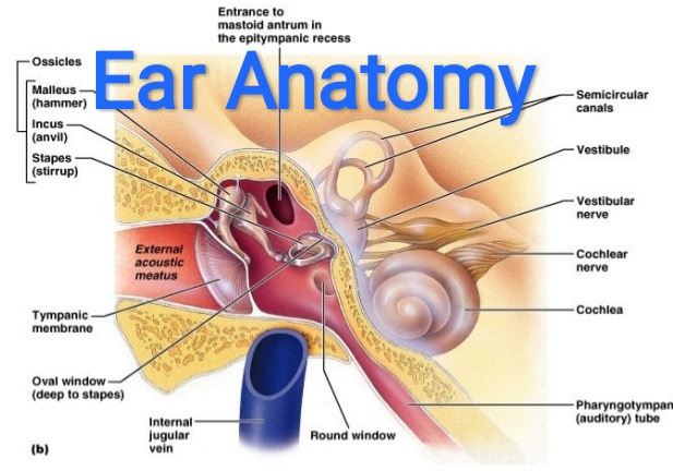 Parts Of The Ear >> Healthcare Health Solution External Ear Anatomy And Function Parts Of The Ear >> Healthcare Health Solution External Ear Anatomy And Function