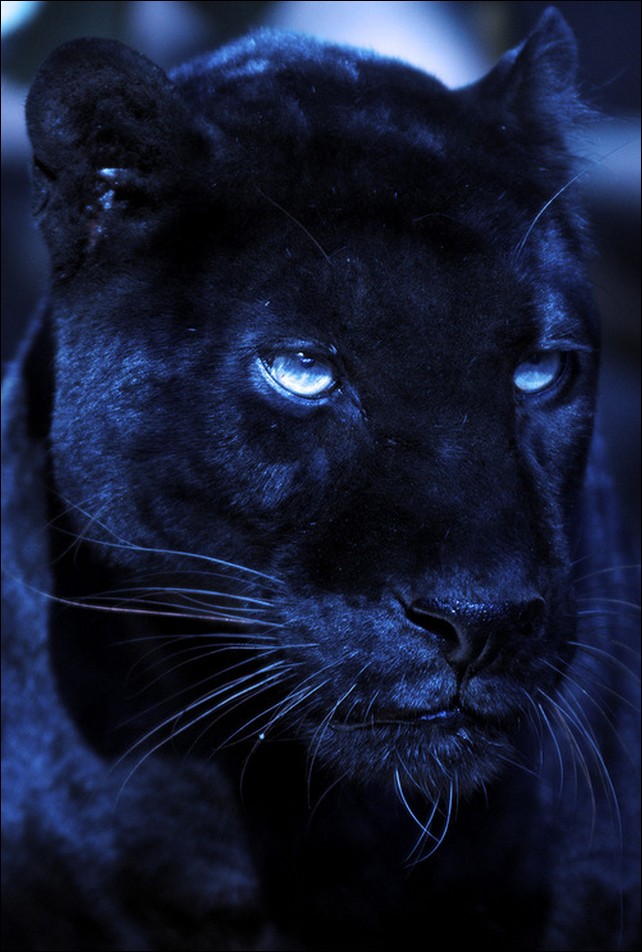 Чёрная пантера (17 фото) black panther