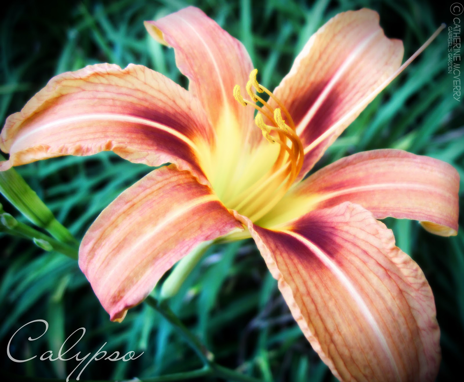 Gabriel's Garden Calypso's Flower