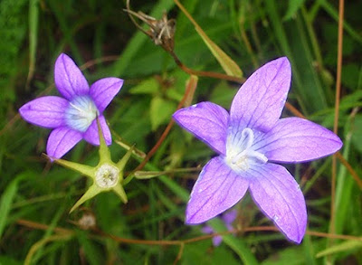 Campanilla silvestre (Campanula patula) flor silvestre azul