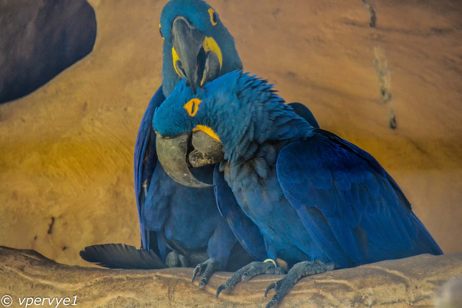 Попугаи в бразилии Попугаи в бразилии