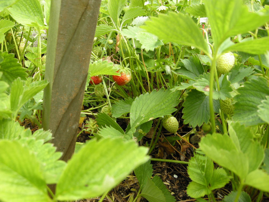out on the big limb Coming to fruition