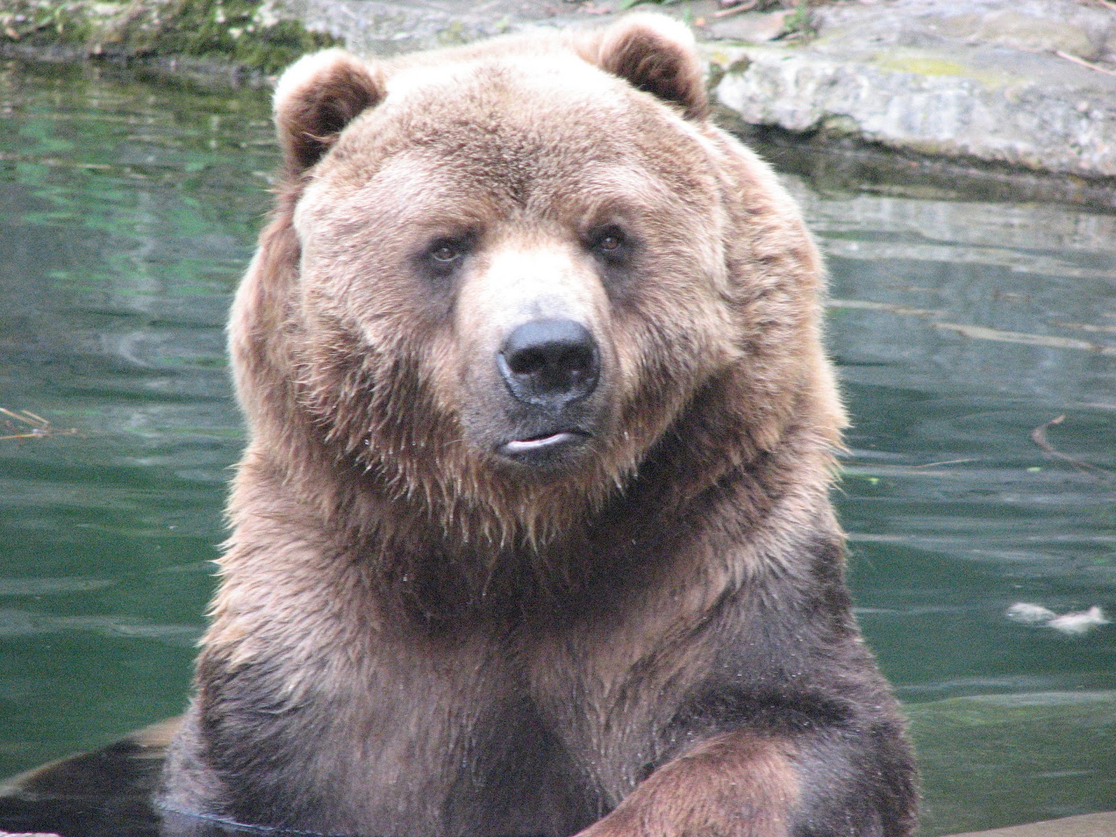 HD Animals Zoo Animals hd-animals-zoo-animals