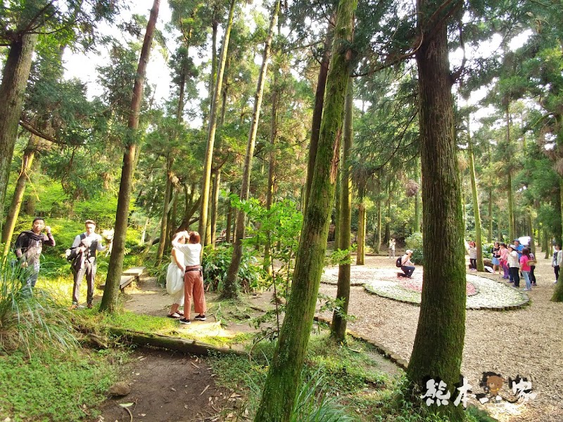 竹子湖黑森林(小溪頭)|陽明山婚紗熱門拍攝景點|仿如童話森林場景
