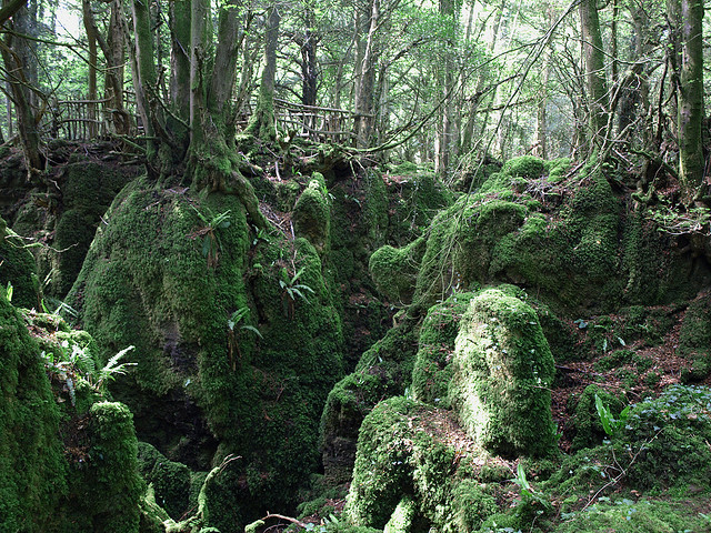 Forest Of Dean Lord Of The Rings Forest Of Dean Lord Of The Rings