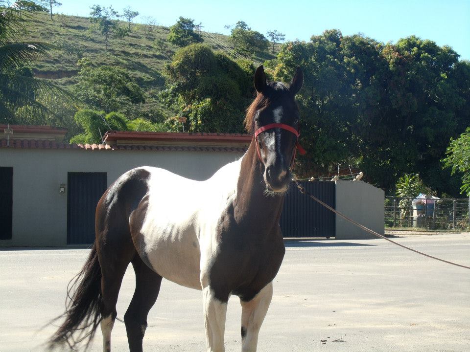 Venda de Cavalos Egua Paint Horse