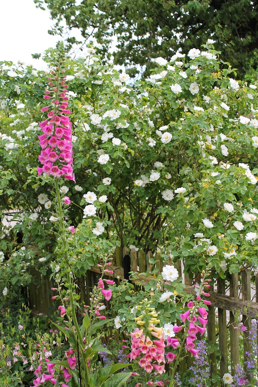 Belles Fleurs Garten, Haus, Natur Rosige Zeiten
