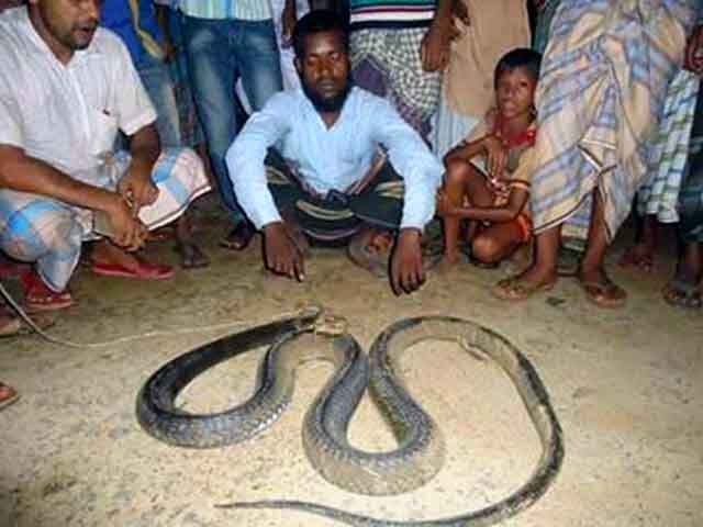 There is a lot to know about standing snakes দাঁড়াশ সাপ জানার আছে অনেক