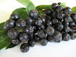 Aronia