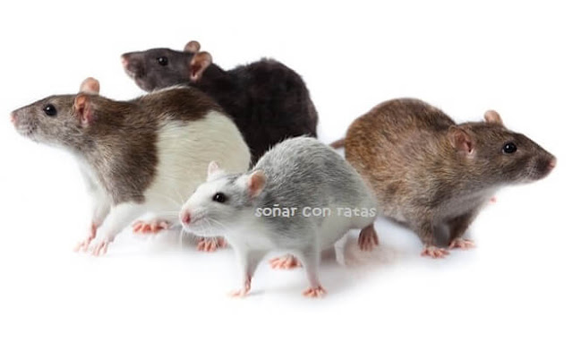 soñar con ratas soñar con ratas