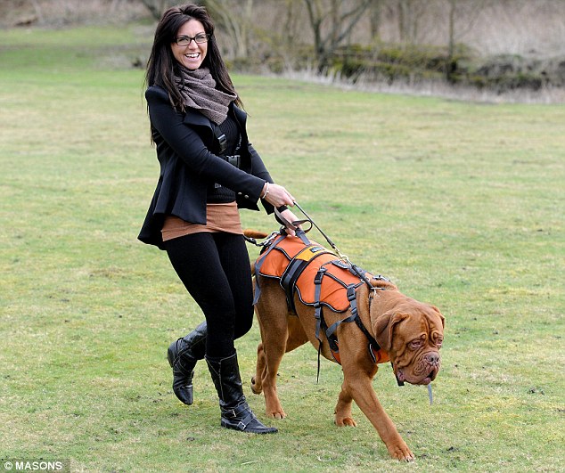 Thai Panda Dog harness invented by man whose pet lost a leg after