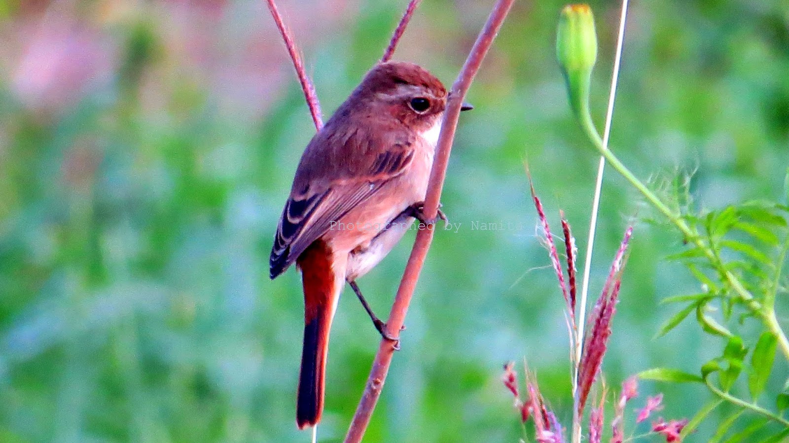 New Utah Gardener Flowering Almond Prunus Triloba Waterwise