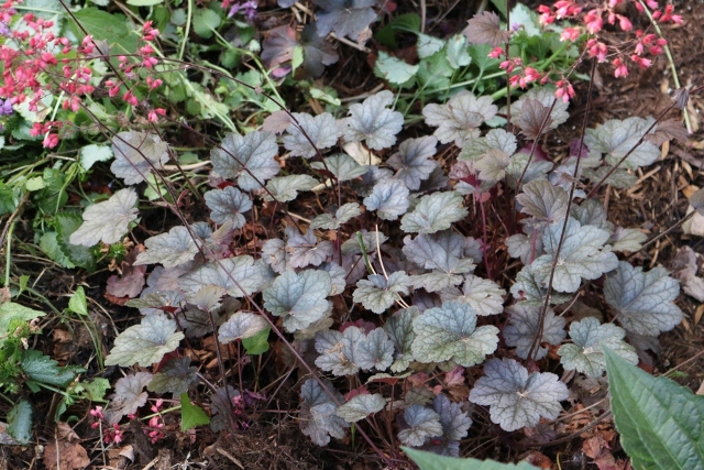 The Flower Bin July 2016