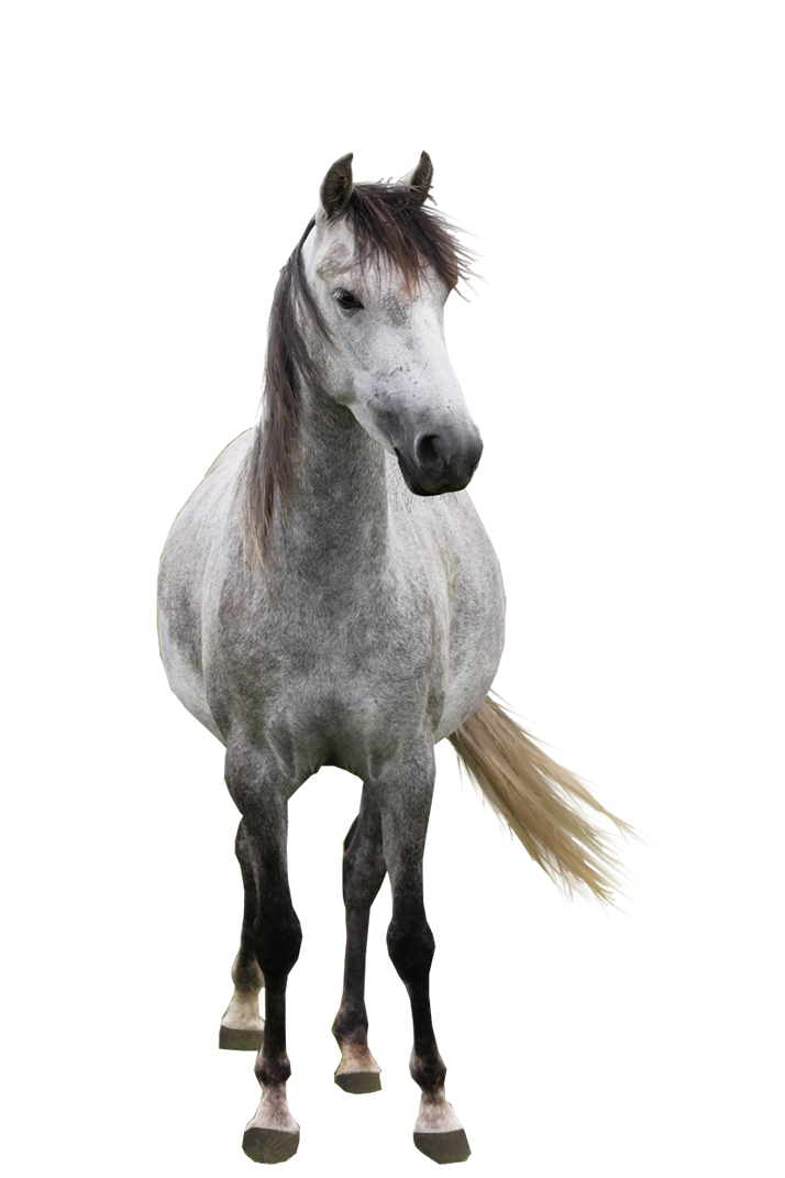 Bem Fácil PNG : Cavalos 1