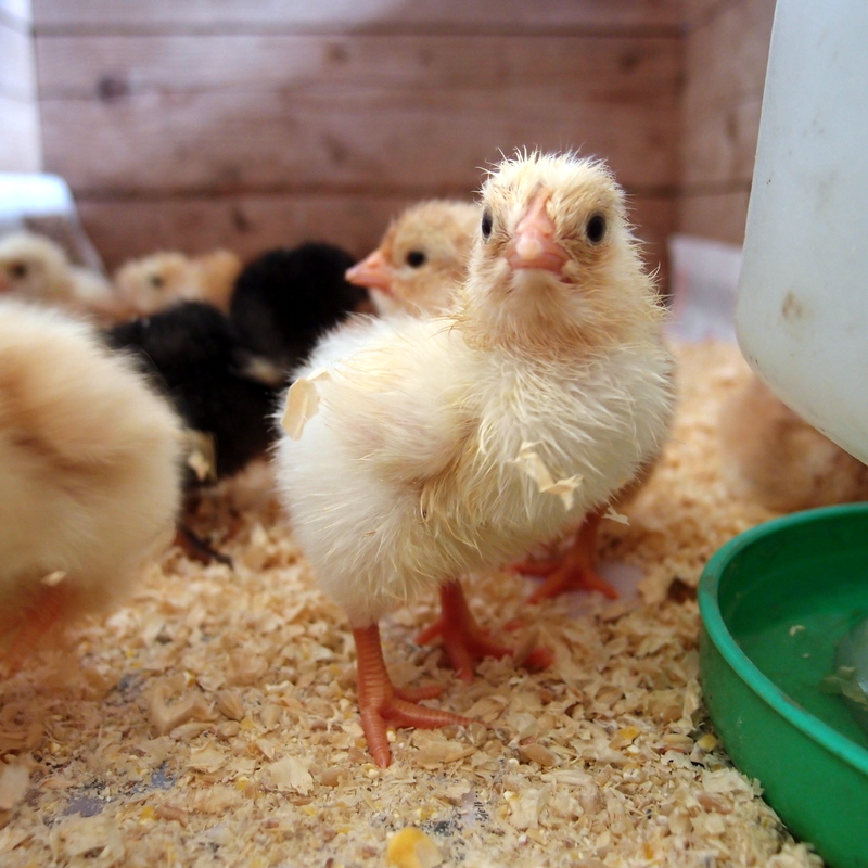 eight acres: hatching chicks