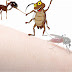 دليل مكافحة الحشرات بالطائف
