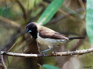 Burung Bondol Taruk Akrab Dengan Habitat Manusia Saka Doci