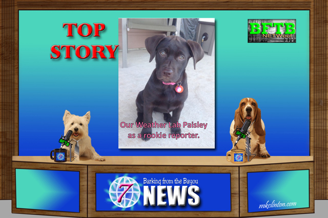 BFTB NETWoof News with two dogs anchoring