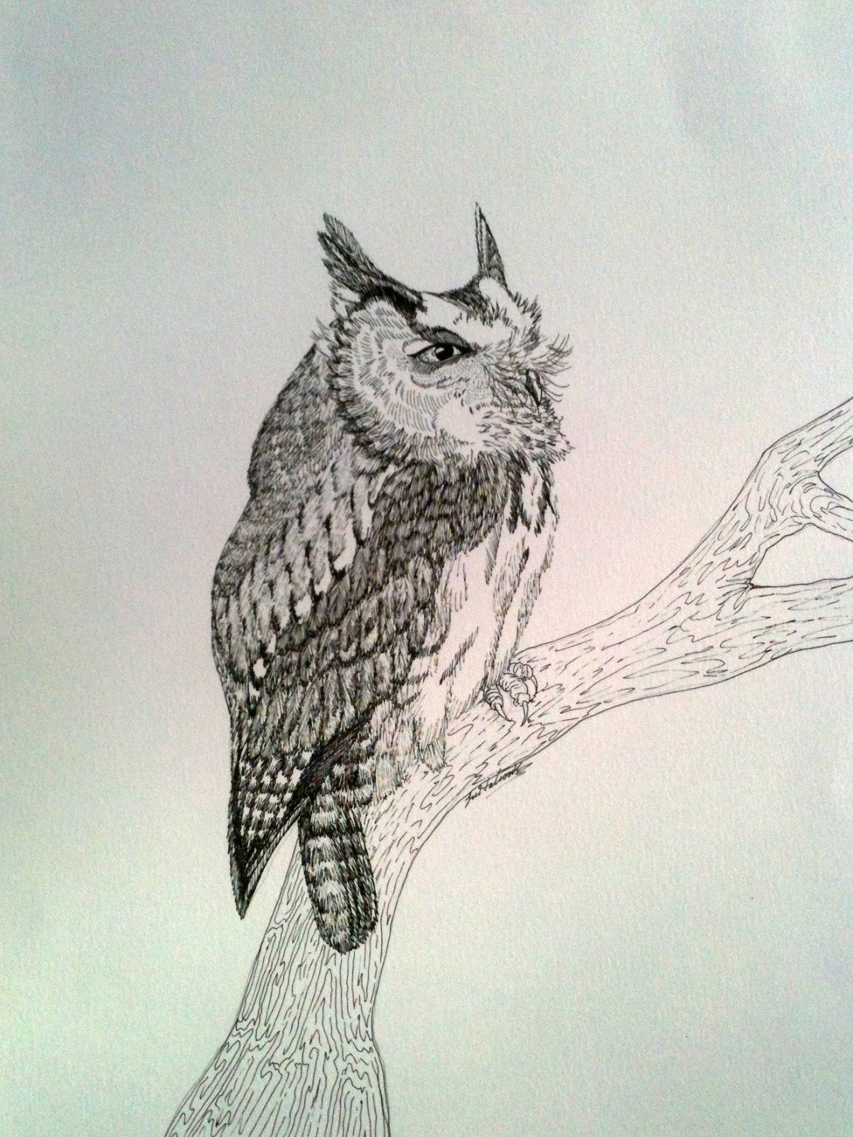 Halbrook Art & More Pen and Ink Birds