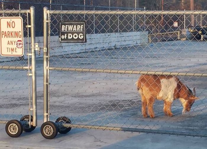 Funny animals of the week - 9 September 2016, best funny animal photos, cute animal picture, animal album