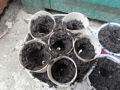 Sowing seeds Start growing your own Green Fingered Blog